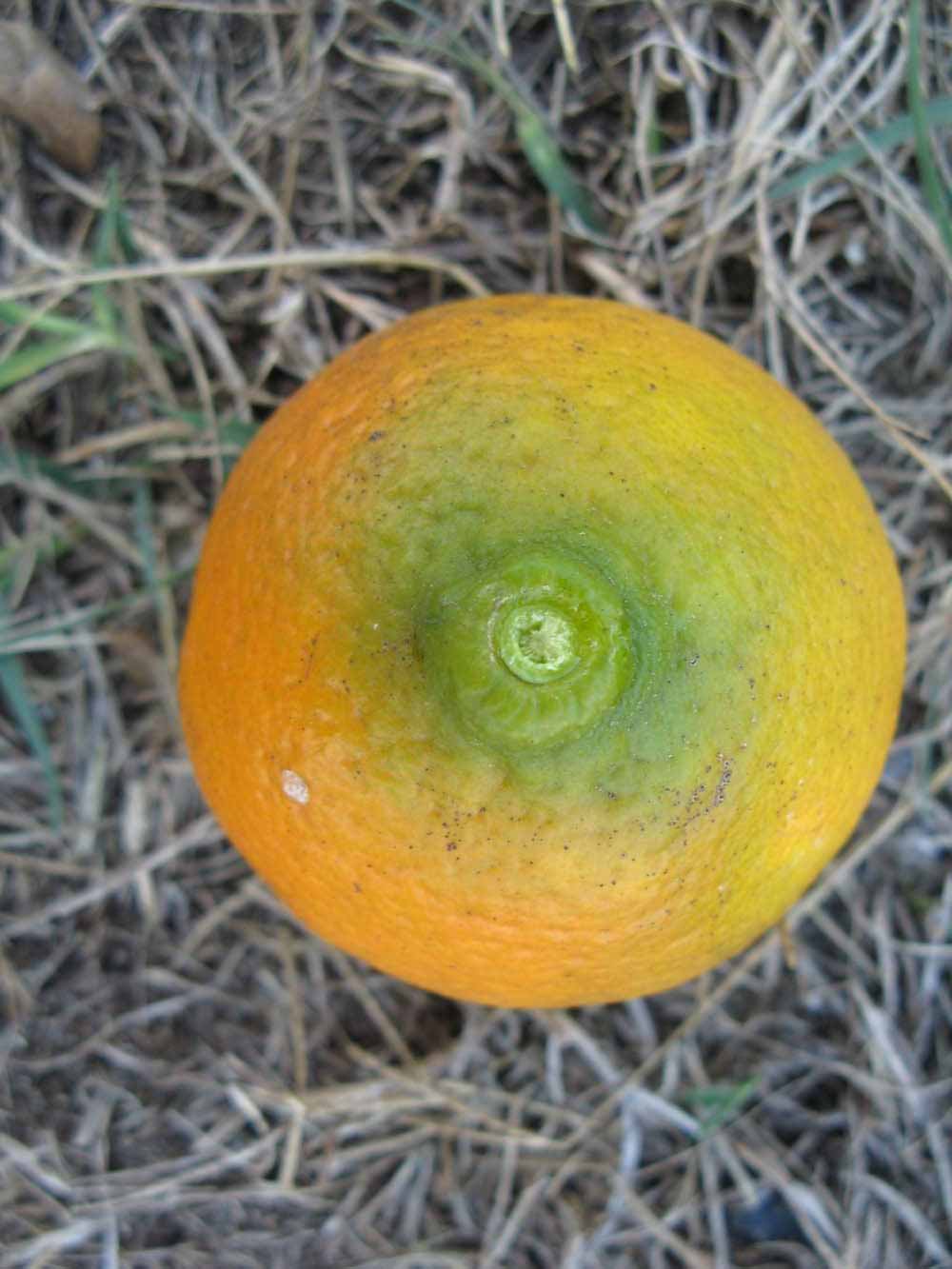            Fruit (Winter Haven, FL)   